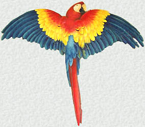 Painted Parrot Metal Wall Hanging - Haitian Recycled Steel Drum - 23" x 26"