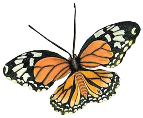 Hand Painted Monarch Butterfly Wall Art - Steel Drum Art 7