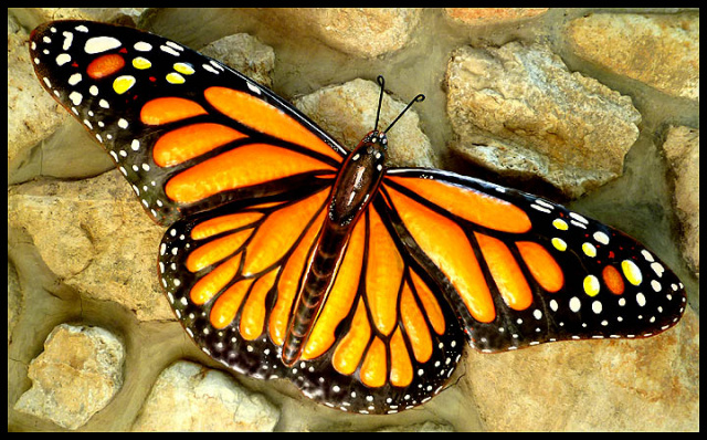 Monarch Butterfly,Garden Art , Outdoor Metal Art, Painted Metal Butterfly Wall Hanging , 16" x 34"
