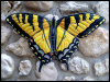 Outdoor Metal Art, Painted Metal Swallowtail Butterfly Wall Hanging, Patio Decior, Outdoor Metal Art