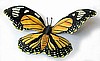Painted Metal Monarch Butterfly Wall Art - Tropical Decor - 15"